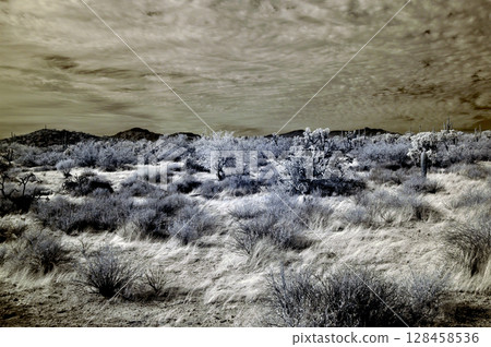 Sonora Desert Arizona in Infrared Sonora Desert Arizona in Infrared 128458536
