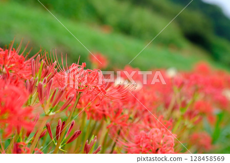 Cluster amaryllis Cluster amaryllis 128458569