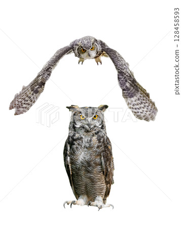owl Bubo virginianus on a blurred background 128458593