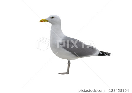 Larus cachinnans isolated on white background Larus cachinnans isolated on white background 128458594