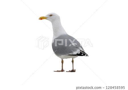 Larus cachinnans isolated on white background Larus cachinnans isolated on white background 128458595