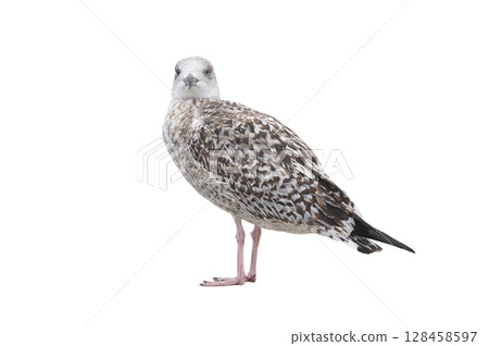 White gull Larus michahellis fuscus isolated on white background White gull Larus michahellis fuscus isolated on white background 128458597