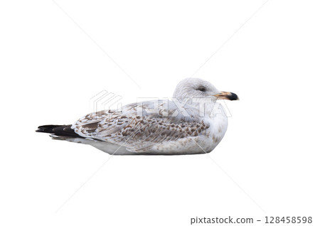 White gull Larus michahellis fuscus isolated on white background White gull Larus michahellis fuscus isolated on white background 128458598