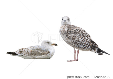 White gull Larus michahellis fuscus isolated on white background 128458599