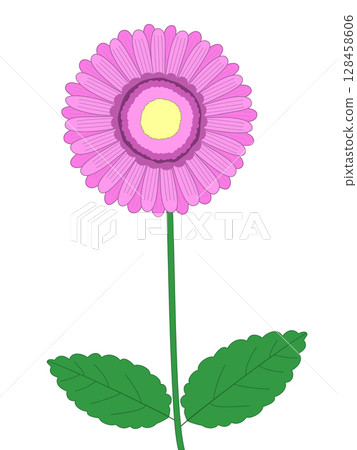 非洲菊花 128458606