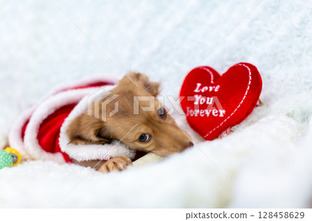 Kaninchen Dachshund puppy, 3 months old Kaninchen Dachshund puppy, 3 months old 128458629