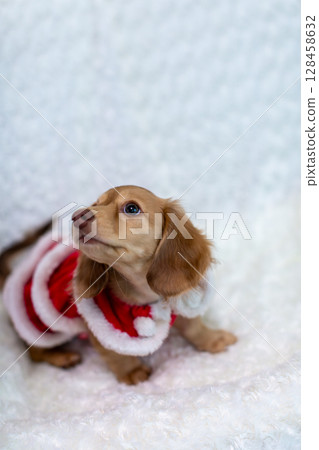Kaninchen Dachshund puppy, 3 months old Kaninchen Dachshund puppy, 3 months old 128458632