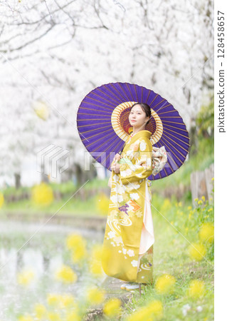 A young woman in a furisode walking through cherry blossoms in full bloom A young woman in a furisode walking through cherry blossoms in full bloom 128458657