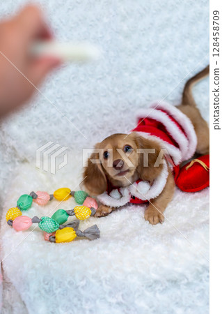 Kaninchen Dachshund puppy, 3 months old Kaninchen Dachshund puppy, 3 months old 128458709