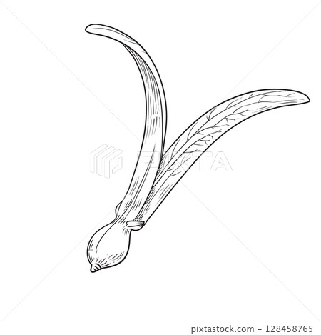 Dipterocarpus turbinatus fruit hand drawn 128458765