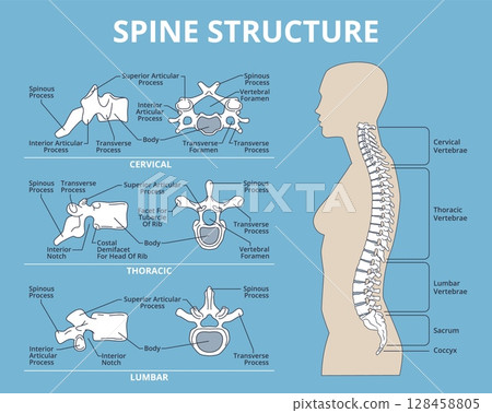 Spinal structure. Human anatomy, medical infographic educational poster, vertebral column, lumbar, thoracic and sacral, cervical, bones scheme, anatomical banner, structure nowaday vector set Spinal structure. Human anatomy, medical infographic educational poster, vertebral column, lumbar, thoracic and sacral, cervical, bones scheme, anatomical banner, structure nowaday vector set 128458805