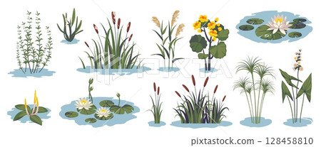 Cartoon pond plants. Water flora and grass, swamp botany, lily, reeds, cattails, lotus, natural lake summer landscape elements, wild growing, decoration for garden, tidy vector isolated set 128458810