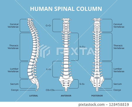 Human spinal column. Vertebral divisions scheme, anatomy medical infographics biology educational poster, lateral, anterior and posterior views, backbone structure nowaday vector isolated set Human spinal column. Vertebral divisions scheme, anatomy medical infographics biology educational poster, lateral, anterior and posterior views, backbone structure nowaday vector isolated set 128458819