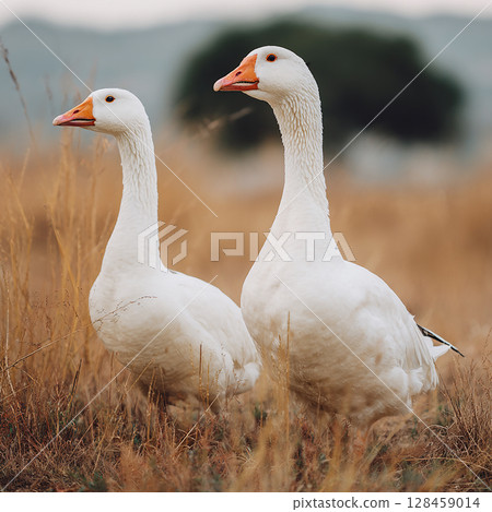 寧靜的白鳥擠在霧濛濛的草地上 寧靜的白鳥擠在霧濛濛的草地上 128459014