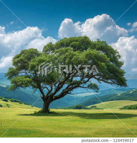 A majestic tree standing in a gentle hilly area 128459017
