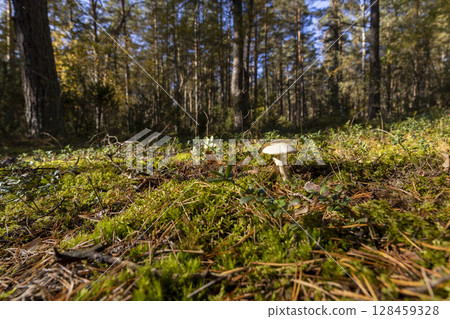 a forest in which different types of mushrooms grow, sunny autumn weather in the forest 128459328