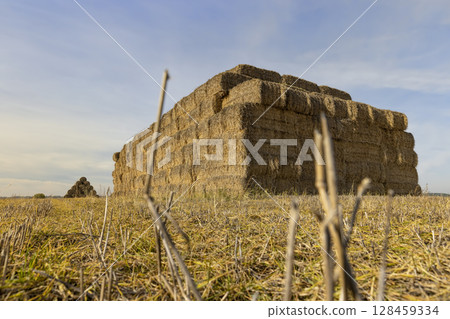 storing straw stacks in a field after harvest, a field with stacks of yellow straw after packing into rectangular stacks 128459334