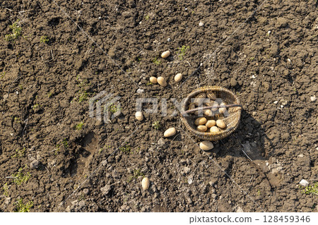 potatoes scattered on the ground and in a basket during agricultural work, large yellow potatoes on the ground and in a simple harvest basket 128459346