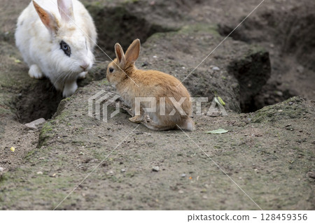 A group of adult and small rabbits on the ground with lots of holes , large and small rabbits in the yard close up 128459356