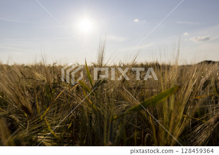 production of agricultural rye plants in eastern Europe during sunset production of agricultural rye plants in eastern Europe during sunset 128459364
