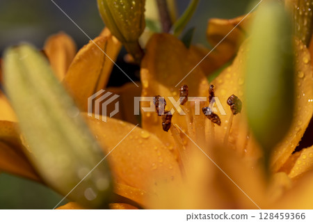 beautiful lily flowers covered with water droplets in spring, wet lily in sunny weather during flowering beautiful lily flowers covered with water droplets in spring, wet lily in sunny weather during flowering 128459366