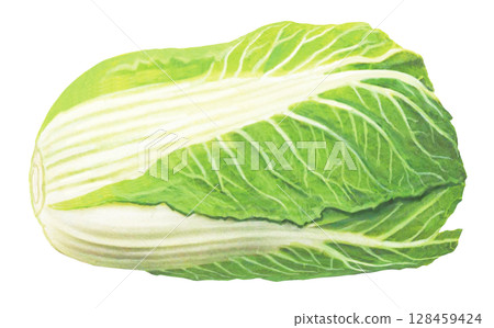 Cabbage illustration Cabbage illustration 128459424