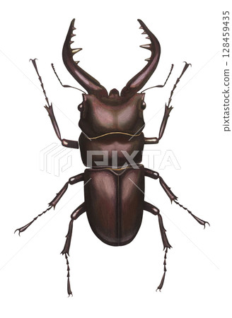Stag beetle illustration Stag beetle illustration 128459435