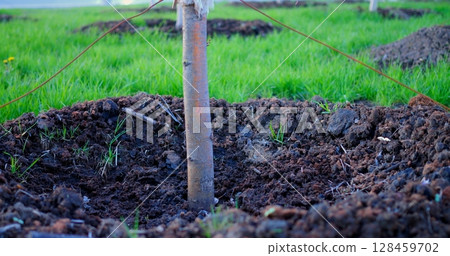 Young sapling supported by stakes, nestled in fertile dark soil, surrounded by lush green grass, symbolizing growth, renewal, and potential of natural landscape Young sapling supported by stakes, nestled in fertile dark soil, surrounded by lush green grass, symbolizing growth, renewal, and potential of natural landscape 128459702