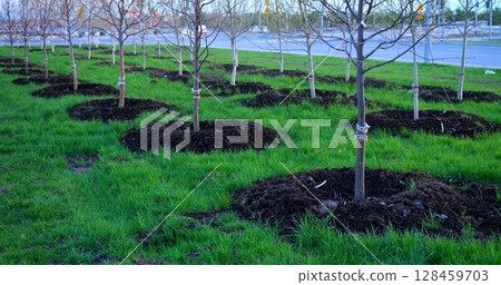 Organic fertilizer nourishes the roots of young trees planted in a vibrant green urban park, promoting healthy growth and enhancing the environment Organic fertilizer nourishes the roots of young trees planted in a vibrant green urban park, promoting healthy growth and enhancing the environment 128459703