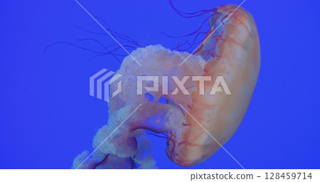 Graceful pink jellyfish pulsating through clear azure waters, tentacles flowing with mesmerizing fluidity while creating underwater choreography. concept dangerous poisonous jellyfish 128459714