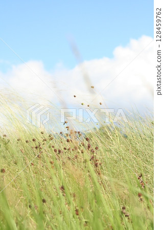 July Scenery July Scenery 128459762
