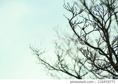 July Scenery July Scenery 128459771