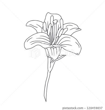 Hand drawn black line art lily bloom with stem. Monochrome birth month May flower 128459837