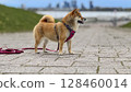 Adorable red Shiba Inu dog happily walking on lush green gras 128460014