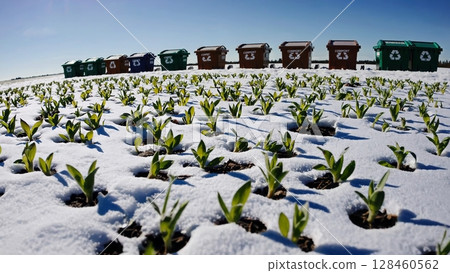 Green plants are pushing through a layer of snow in a field, with recycling bins visible in the background, suggesting the arrival of spring and the importance of environmental responsibility 128460562