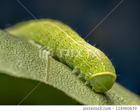 Close-Up of a Green Caterpillar on a Leaf Close-Up of a Green Caterpillar on a Leaf 128460639