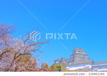 Scenery of cherry blossoms in full bloom and Himeji Castle, Himeji City, Hyogo Prefecture Scenery of cherry blossoms in full bloom and Himeji Castle, Himeji City, Hyogo Prefecture 128461260