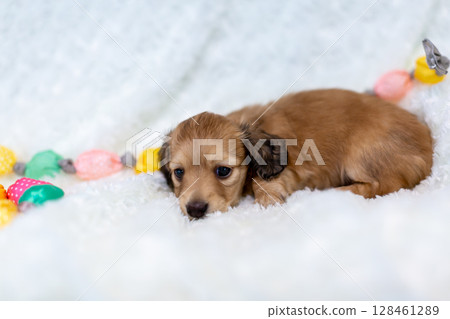 Kaninchen Dachshund puppy, 1 month old Kaninchen Dachshund puppy, 1 month old 128461289
