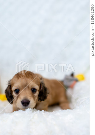 Kaninchen Dachshund puppy, 1 month old Kaninchen Dachshund puppy, 1 month old 128461290