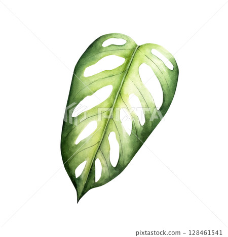 Realistic monstera leaf. Watercolor hand drawn vibrant green tones. Isolated botanical illustration on transparent background. Perfect for tropical design projects. For designers, invitations 128461541