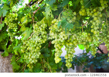 Clusters of ripe green grapes in summer garden Clusters of ripe green grapes in summer garden 128461558