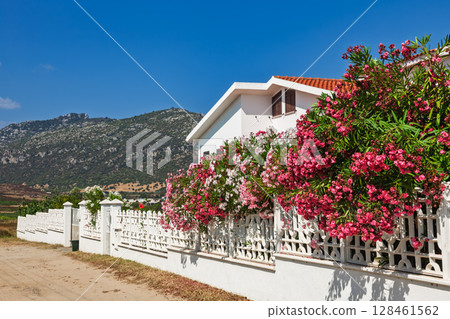 White house with blooming oleander bushes along decorative fence in rural Sardinia on a clear summer day 128461562