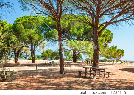 Wooden picnic tables under pine trees in a dry forest clearing near the coast on a sunny summer day 128461563