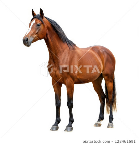 Majestic purebred bay stallion horse posing full body isolated on a white background 128461691