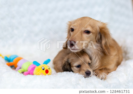 Kaninchen Dachshund Parent and Child, 1-Month-Old Puppy 128461731