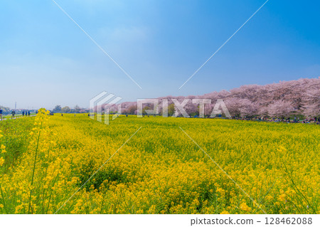 藍天的油菜花和櫻花 128462088