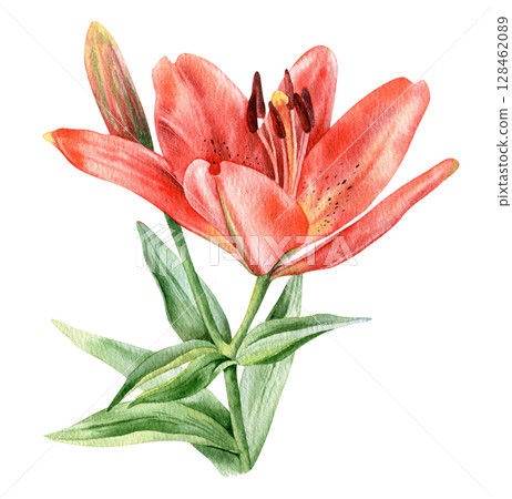 Red lily hand drawn watercolor illustration isolated on white background 128462089