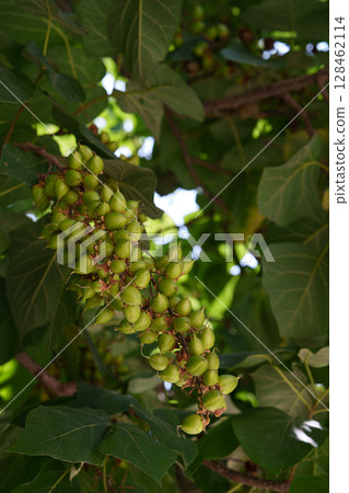 Leaves and fruits of Paulownia tomentosa. It is often used as an ornamental plant, as well as for biofuel production and in the woodworking industry. 128462114