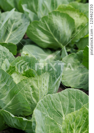 Organic selected cabbage. Growing cabbage. 128462350