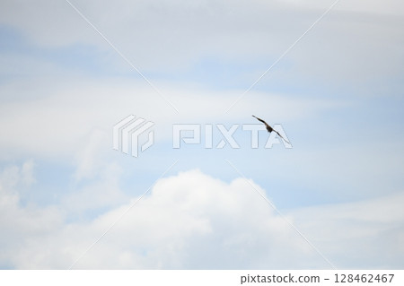 在天空中飛翔 128462467
